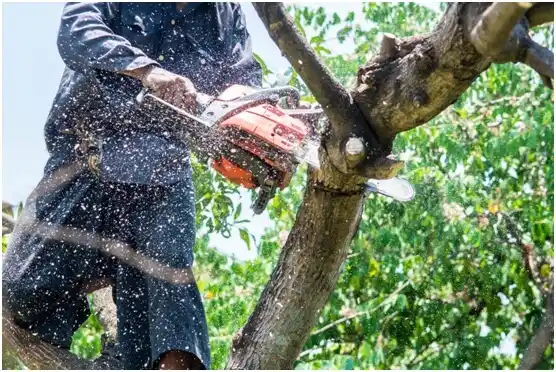 tree services La Tina Ranch